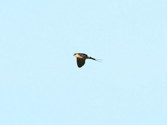 I'm happy with birds-Con las aves soy feliz I'm happy with birds-Con las aves soy feliz