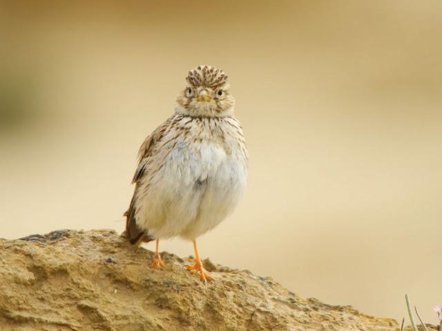 I'm happy with birds-Con las aves soy feliz I'm happy with birds-Con las aves soy feliz