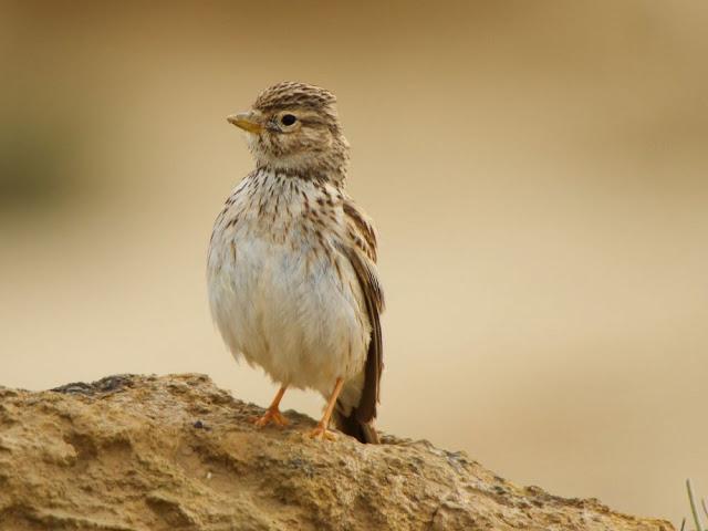 I'm happy with birds-Con las aves soy feliz I'm happy with birds-Con las aves soy feliz