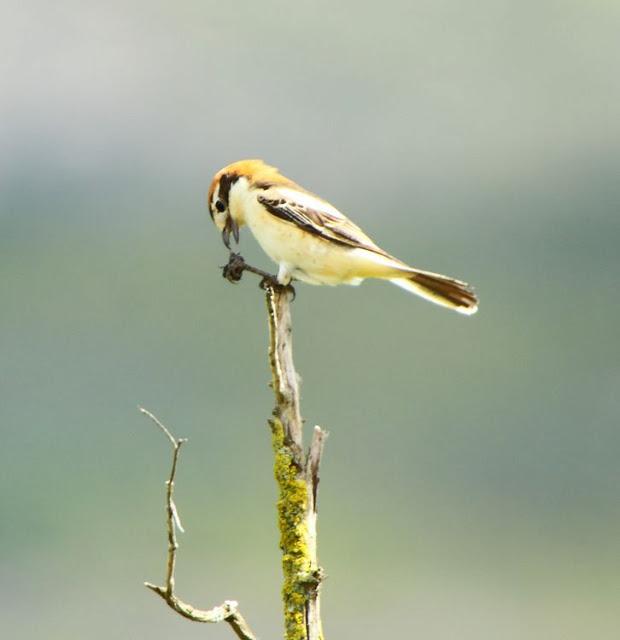 I'm happy with birds-Con las aves soy feliz I'm happy with birds-Con las aves soy feliz