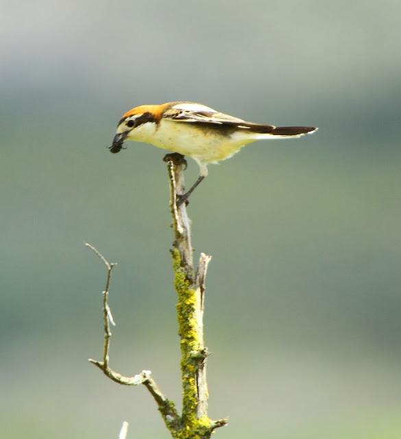 I'm happy with birds-Con las aves soy feliz I'm happy with birds-Con las aves soy feliz