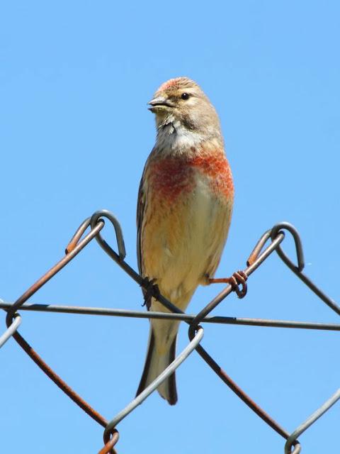 I'm happy with birds-Con las aves soy feliz I'm happy with birds-Con las aves soy feliz