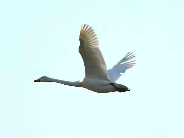 I'm happy with birds-Con las aves soy feliz I'm happy with birds-Con las aves soy feliz