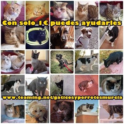 Ayuda urgente! pienso + gastos veterinarios de los gaticos y perretes.