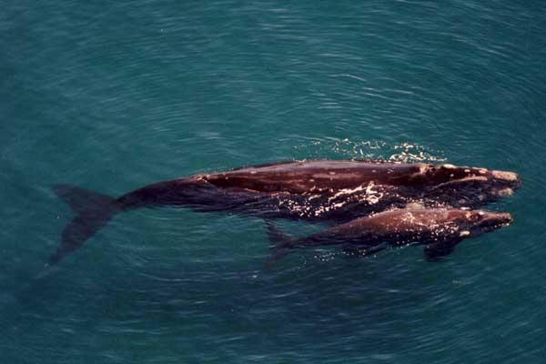 ballenas franca austral en la Patagonia