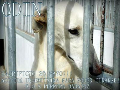 ACOGIDA URGENTE PARA ODIN, GALGO CON PATA ROTA EN LA PERRERA DE BADAJOZ. ACOGIDA URGENTE PARA ODIN, GALGO CON PATA ROTA EN LA PERRERA DE BADAJOZ.