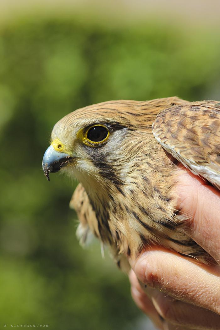 Visitante inesperado cernicalo