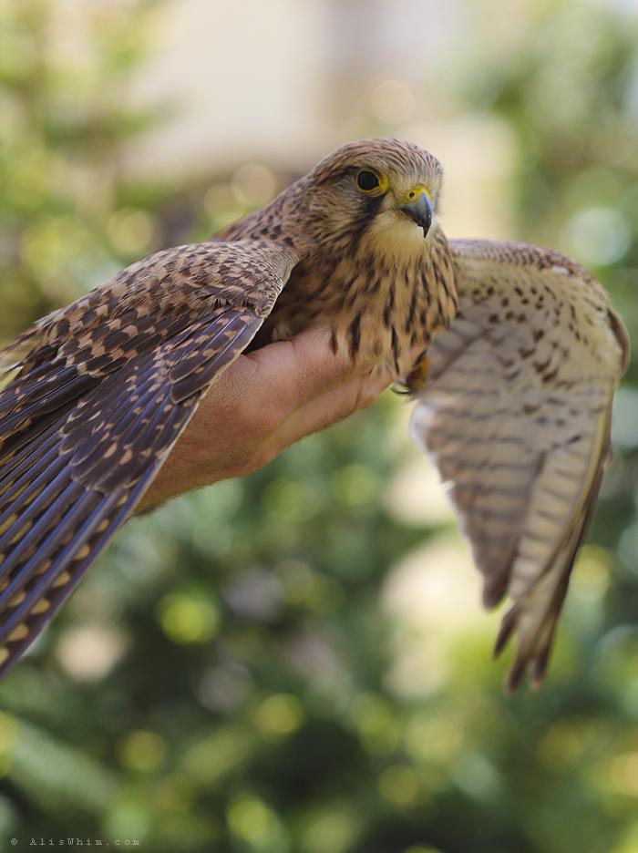 Visitante inesperado cernicalo