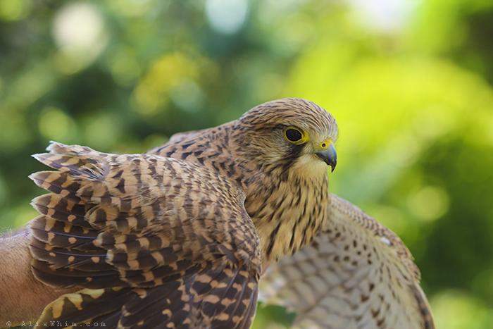 Visitante inesperado cernicalo