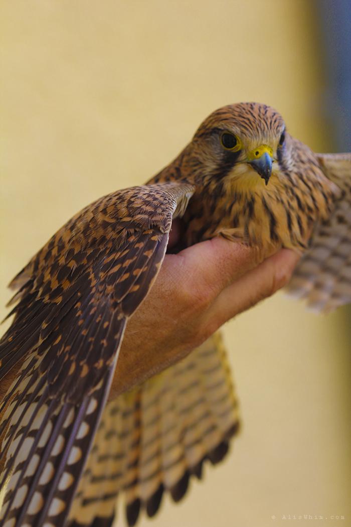 Visitante inesperado cernicalo