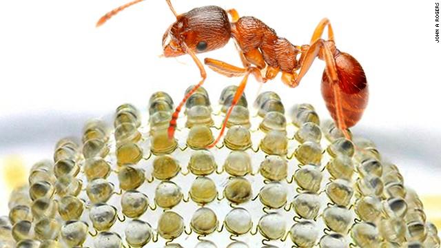 INVENTAN CÁMARA DIGITAL QUE IMITA VISIÓN DE LOS INSECTOS INVENTAN CÁMARA DIGITAL QUE IMITA VISIÓN DE LOS INSECTOS