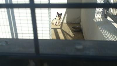 MUY URGENTE!! Perrita en avanzado estado de gestación y horrorizada en la perrera de diputación. MUY URGENTE!! Perrita en avanzado estado de gestación y horrorizada en la perrera de diputación.