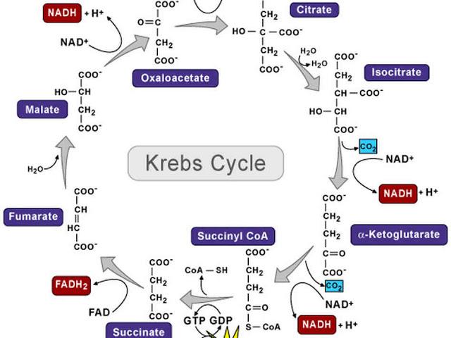 El ciclo de Krebs o ciclo de los ácidos tricarboxilicos El ciclo de Krebs o ciclo de los ácidos tricarboxilicos