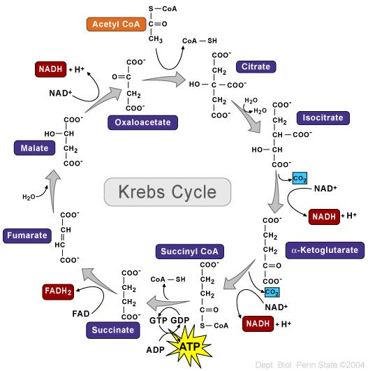 Citrato a isocitrato, ciclo de Krebs, reacción 2 Citrato a isocitrato, ciclo de Krebs, reacción 2