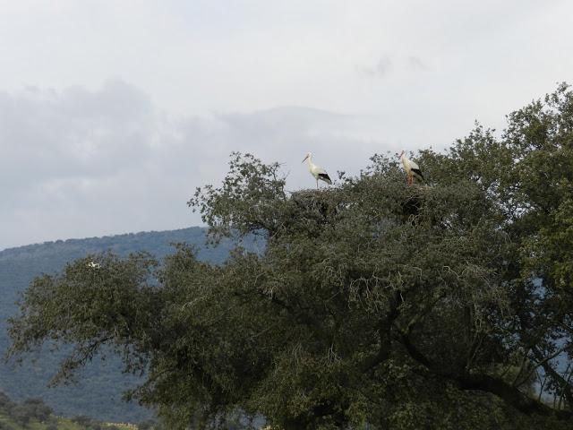El cielo de la Dehesa El cielo de la Dehesa