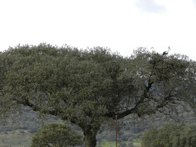 El cielo de la Dehesa El cielo de la Dehesa
