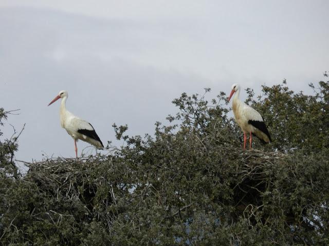 El cielo de la Dehesa El cielo de la Dehesa