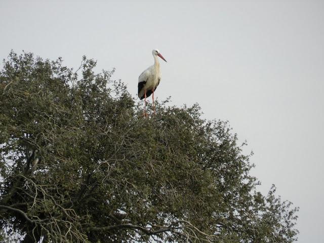 El cielo de la Dehesa El cielo de la Dehesa