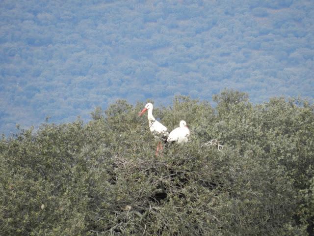 El cielo de la Dehesa El cielo de la Dehesa