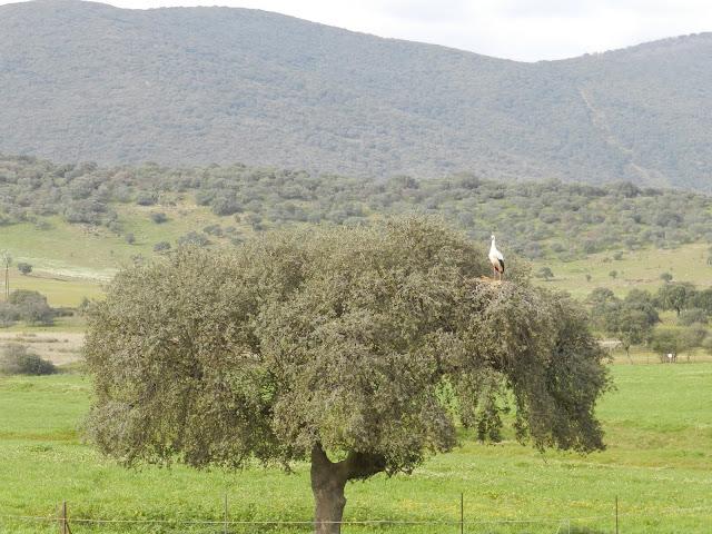 El cielo de la Dehesa El cielo de la Dehesa