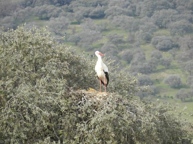 El cielo de la Dehesa El cielo de la Dehesa