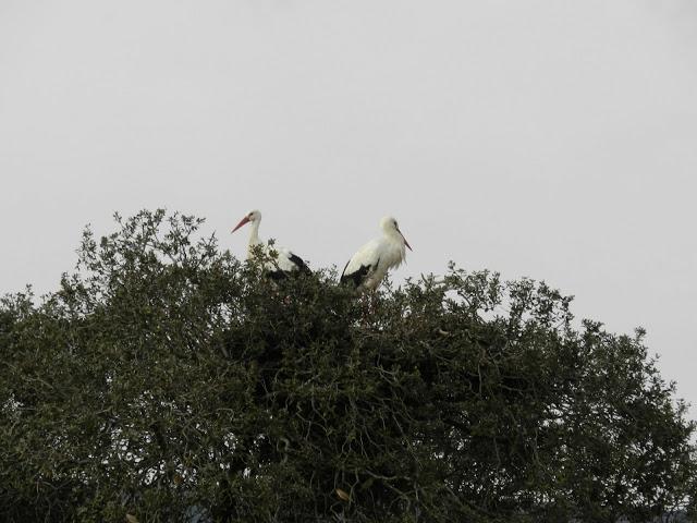 El cielo de la Dehesa El cielo de la Dehesa