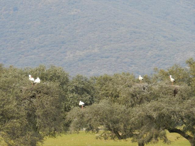 El cielo de la Dehesa El cielo de la Dehesa