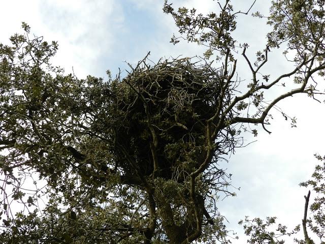 El cielo de la Dehesa El cielo de la Dehesa