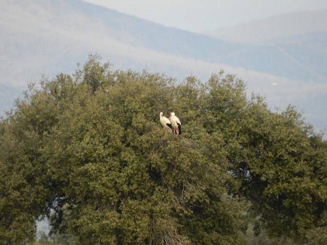 El cielo de la Dehesa El cielo de la Dehesa