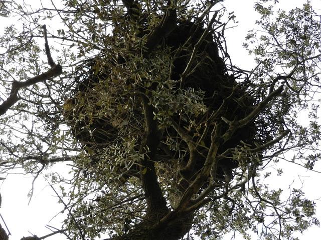 El cielo de la Dehesa El cielo de la Dehesa