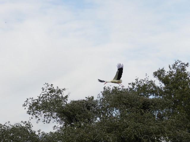 El cielo de la Dehesa El cielo de la Dehesa