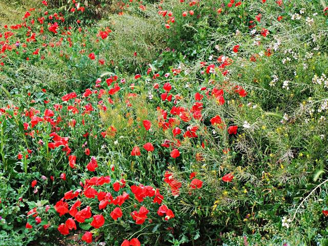 Monasterio de Les Avellanes, a los pies del Montsec Monasterio de Les Avellanes, a los pies del Montsec