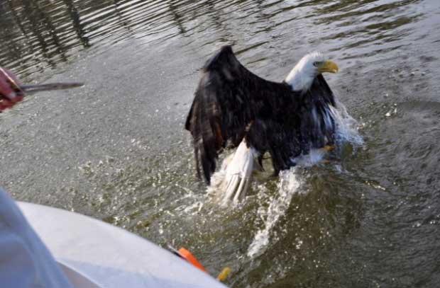 águila roba trucha a un pescador