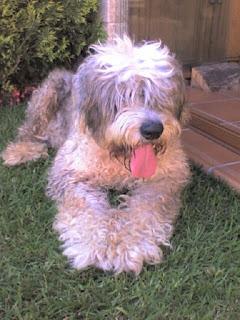 Cuestión de olfato (Spencer Quinn) Cuestión de olfato (Spencer Quinn)