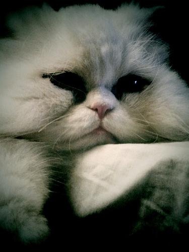 Como darle una pastilla a un gato...Mision Imposible Androidografia Barakaldo 1250