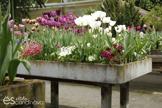 Mainau, La isla de las flores isla-de-las-flores09