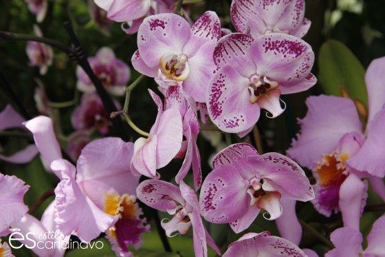 Mainau, La isla de las flores isla-de-las-flores14
