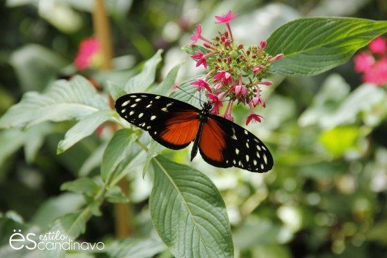 Mainau, La isla de las flores isla-de-las-flores13