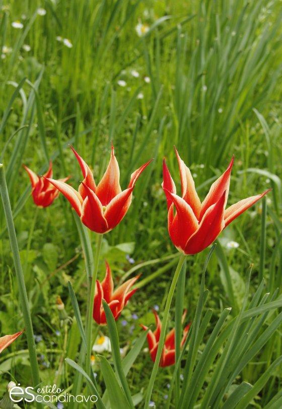 Mainau, La isla de las flores isla-de-las-flores05