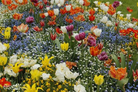 Mainau, La isla de las flores isla-de-las-flores22