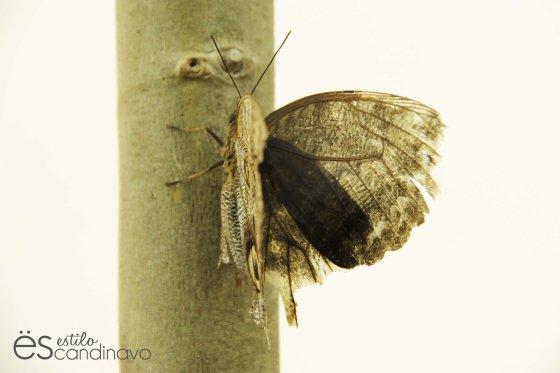 Mainau, La isla de las flores isla-de-las-flores15