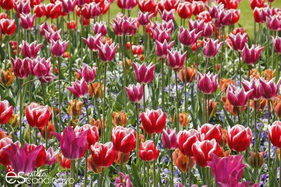 Mainau, La isla de las flores isla-de-las-flores20