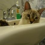 baño del gato