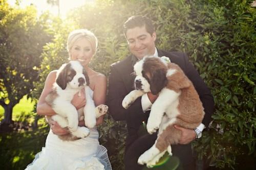 casamiento de perros