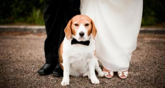 casamiento de perros