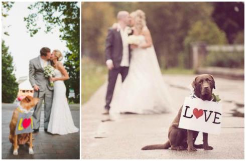 casamiento de perros