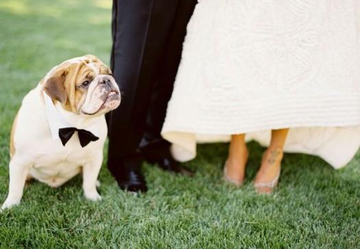 casamiento de perros