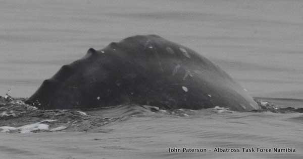 ballena gris avistada al sur del Ecuador frente a Namibia