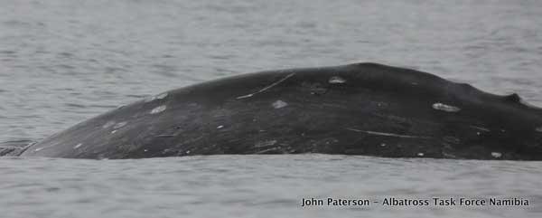 ballena gris avistada al sur del Ecuador frente a Namibia