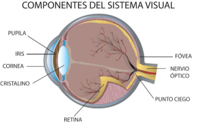 DHA PARA LA SALUD VISUAL DHA PARA LA SALUD VISUAL